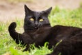 Black surprised cat portrait with funny expression showing tongue. Green grass, nature