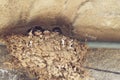 Black swallow babies in nest Royalty Free Stock Photo