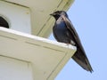 Black swallow male