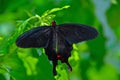 Black Swallow Tail Butterfly