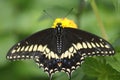 Black Swallowtail