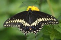 Black Swallowtail