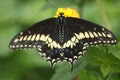 Black Swallowtail