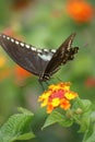 Black Swallowtail