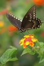 Black Swallowtail