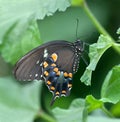 Black Swallowtail