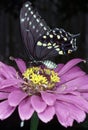 Black Swallowtail butterfly Royalty Free Stock Photo