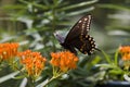 Black Swallowtail Butterfly Royalty Free Stock Photo