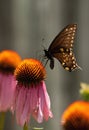 Black swallowtail butterfly Royalty Free Stock Photo