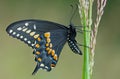 Black Swallowtail Butterfly Royalty Free Stock Photo