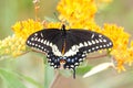 Black Swallowtail Butterfly Royalty Free Stock Photo