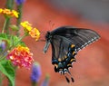 Black swallowtail butterfly Royalty Free Stock Photo