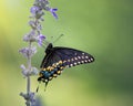 Black Swallowtail Butterfly On Blue Salvia Flowers