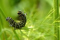 Black Swallowtail Butterfly Caterpillar Royalty Free Stock Photo
