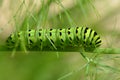 Black Swallowtail Butterfly Caterpillar Royalty Free Stock Photo
