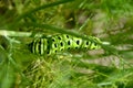 Black Swallowtail Butterfly Caterpillar Royalty Free Stock Photo