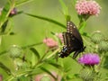 Black Swallowtail Butterfly feeding on Cayuga Lake marshland NYS