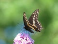 Black Swallowtail Butterfly Sipping Nectar at the top of a Butterfly Bush Cluster of Pink Flowers Royalty Free Stock Photo