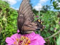 Black Swallowtail Butterfly Close up and Green Garden Royalty Free Stock Photo