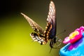 Black Swallowtail Butterfly Royalty Free Stock Photo