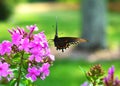 Black swallowtail butterfly Royalty Free Stock Photo