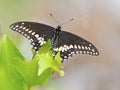 Black Swallowtail Butterfly Royalty Free Stock Photo