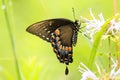 Black Swallowtail Butterfly Female Royalty Free Stock Photo