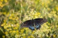 Black Swallowtail butterfly on flowering dill plant