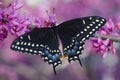 Black swallowtail butterfly on a flowering redbud tree Royalty Free Stock Photo