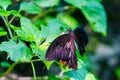 Black swallowtail butterfly on green leaf Royalty Free Stock Photo