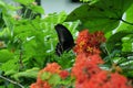 Black Swallowtail Butterfly on Ixora Flower Royalty Free Stock Photo