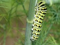 Black Swallowtail Caterpillar on Dill Plant Royalty Free Stock Photo