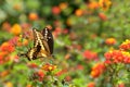 Black Swallowtail butterfly on lantana flowers Royalty Free Stock Photo