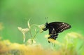 Black Swallowtail butterfly laying eggs on flowering dill Royalty Free Stock Photo