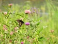 Black Swallowtail Butterfly natural feeding grounds on Cayuga Lake marshland NYS