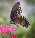 Black Swallowtail Butterfly Nectars on Pentas