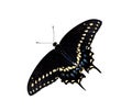 Black Swallowtail butterfly (Papilio polyxenes) Royalty Free Stock Photo