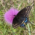 Black Swallowtail Butterfly - Papilio polyxenes asterius Royalty Free Stock Photo