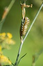 Black Swallowtail butterfly caterpillar feeding on dill plant Royalty Free Stock Photo