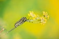 Black Swallowtail butterfly caterpillar feeding on dill plant Royalty Free Stock Photo