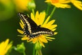 Black Swallowtail Butterfly - Papilio polyxenes Royalty Free Stock Photo