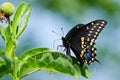 Black Swallowtail butterfly (Papilio polyxenes) Royalty Free Stock Photo