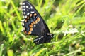 Black Swallowtail butterfly Papilio polyxenes feeding on yellow flowers. Natural green background. Royalty Free Stock Photo