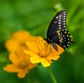 Black Swallowtail butterfly (Papilio polyxenes) Royalty Free Stock Photo