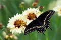 Black Swallowtail butterfly (Papilio polyxenes) Royalty Free Stock Photo
