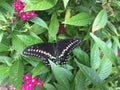 Black Swallowtail Butterfly and Pentas.