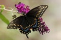Black Swallowtail Butterfly Royalty Free Stock Photo