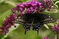 Black Swallowtail Butterfly Royalty Free Stock Photo