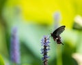 Black swallowtail butterfly on flower