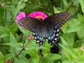 Black Swallowtail Butterfly and Pretty Zinnia Flower in the Garden Royalty Free Stock Photo